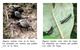 Thumb_where_do_insects_live_span_lowresspread_page_5