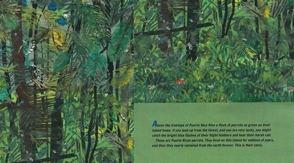 Interior spread #1 for Parrots Over Puerto Rico by Susan L. Roth; Cindy Trumbore and Susan L. Roth