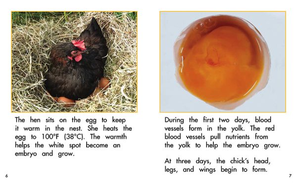 Interior spread #3 for From Egg to Chick by Barbara Flores; Elena Castro; Eddie Hernández and Michael Ramirez; Mary Ramírez-Greene