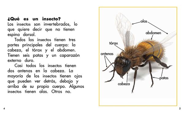 Interior spread #2 for En busca de insectos by Barbara M. Flores; Elena Castro; Eddie Hernández