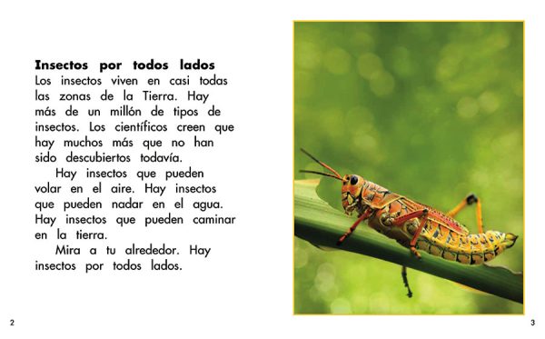 Interior spread #1 for En busca de insectos by Barbara M. Flores; Elena Castro; Eddie Hernández