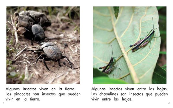 Interior spread #3 for ¿Dónde viven los insectos? by Barbara M. Flores; Elena Castro; Eddie Hernández