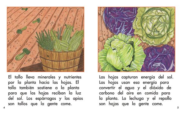 Interior spread #2 for Las partes de una planta by Barbara M. Flores; Elena Castro; Eddie Hernández and Michael Ramirez; Mary Ramírez-Greene