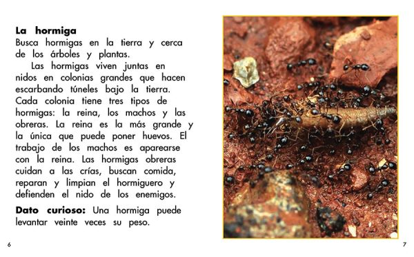 Interior spread #3 for En busca de insectos by Barbara M. Flores; Elena Castro; Eddie Hernández