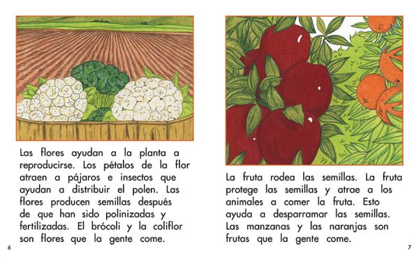 Interior spread #3 for Las partes de una planta by Barbara Flores; Elena Castro; Eddie Hernández and Michael Ramirez; Mary Ramírez-Greene