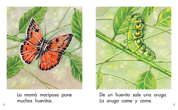 Interior spread #2 for La mariposa by Elena Castro; Barbara Flores; Eddie Hernandez and Michael Ramirez