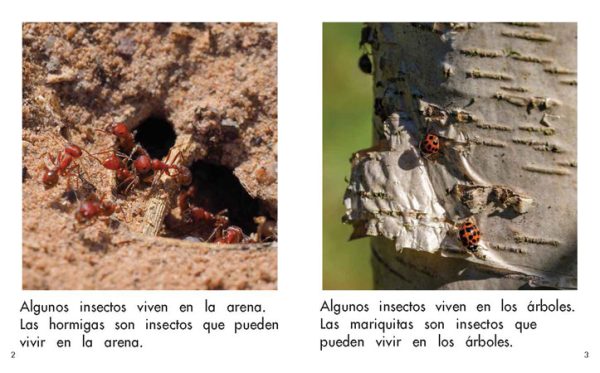 Interior spread #2 for ¿Dónde viven los insectos? by Barbara M. Flores; Elena Castro; Eddie Hernández