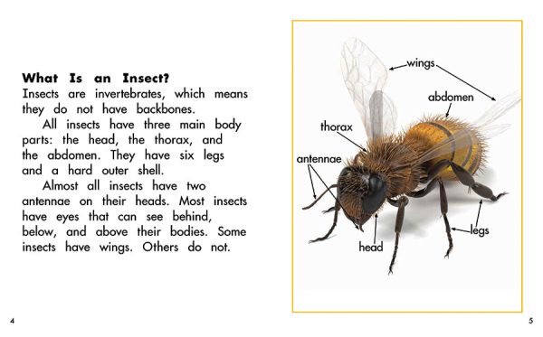 Interior spread #2 for Looking for Insects by Barbara M. Flores; Elena Castro; Eddie Hernández