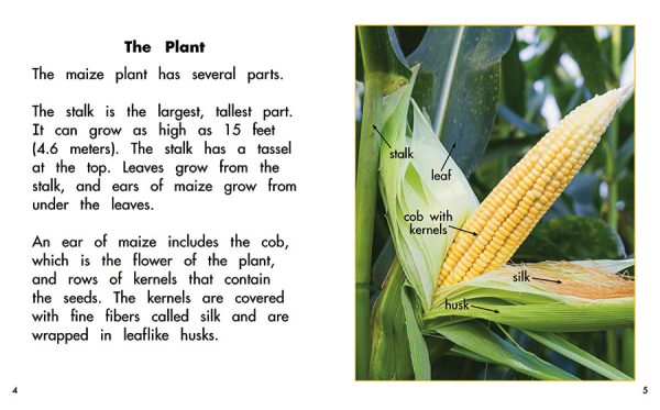 Interior spread #2 for Maize: Plant of the Americas by Barbara Flores; Elena Castro; Eddie Hernández